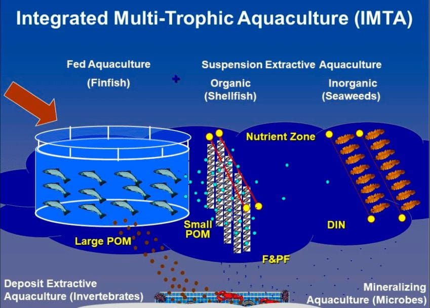 Exploiting recycling benefits through IMTA at sea (Courtesy: T. Chopin from Chopin, 2017).