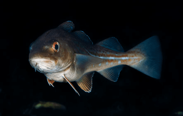 The Norwegian Company Akvaplan-niva Completes a Pilot Project That Offers Hope for Successful Sex Sorting of Farmed Cod