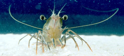 (Photo by CSIRO, CC BY 3.0, https://commons.wikimedia.org/w/index.php?curid=35474696)