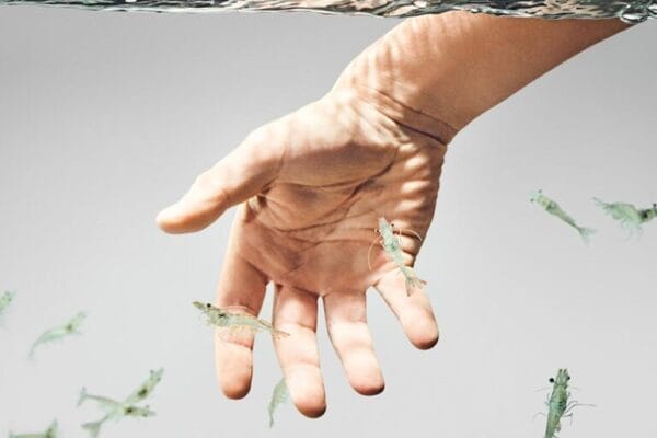 Unlocking Innovation: Powering Shrimp Performance with Plant Sterols