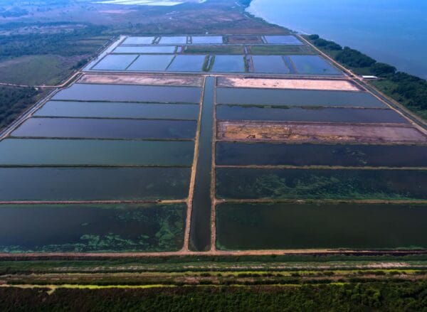 Effects of Shrimp Aquaculture on Mangrove Soil Carbon Stocks and Sustained-Flux Global Warming Potentials