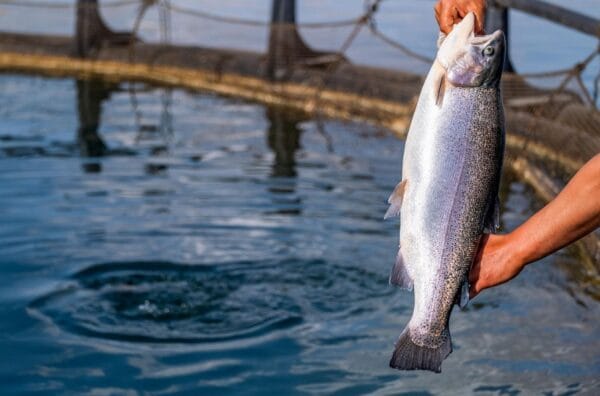 Poultry By-Product Meal for Atlantic Salmon: Growth,Welfare, and Fillet Quality in Commercial Farming