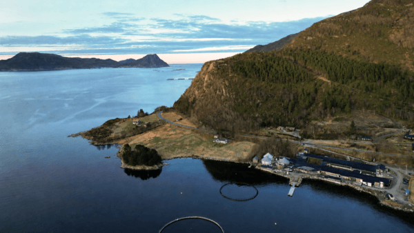 The Norwegian Cod Farming Company Ode Acquires Mowi Facility in Vanylven