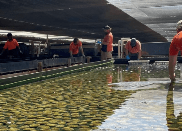 FAO Puts Seafood Consumers at the Centre —Why That Changes Everything