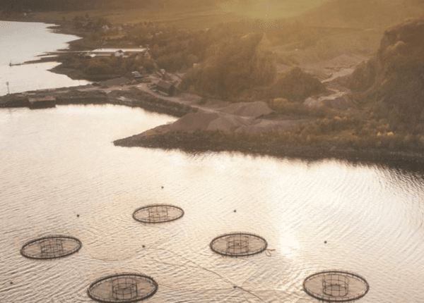 Salmon Producer Bakkafrost Achieves 100% ASC Certification