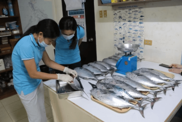 The Philippine SEAFDEC Aquaculture Center Achieves World’s First Natural Captive Spawning of Mackerel Tuna