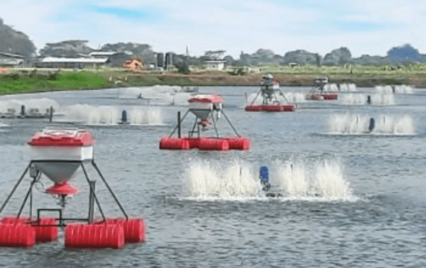 Nutreco Expands Its Smart Shrimp Ecosystem