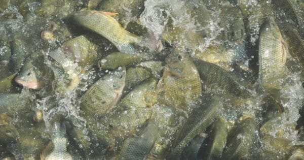  Pivotal Roles of Fish Nutrition and Feeding: Recent Advances and Future Outlook for Brazilian Fish Farming