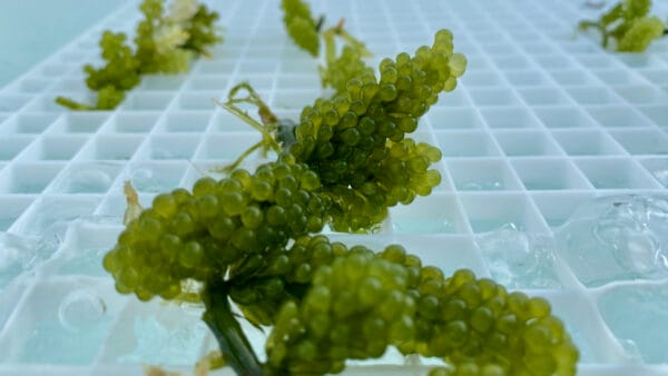 New Study in the US Confirms That Seaweed Integration Boosts Efficiency and Cuts Waste in Aquaculture
