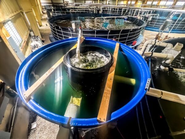 Optimizing Tank Design for Super-Intensive Shrimp Farming