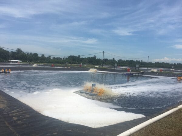 Analyze of Production Performance of Shrimp Litopenaeus vannamei Culture and Water Quality on Earthen Pond Quality on Earthen Pond and HDPE-Lined Pond