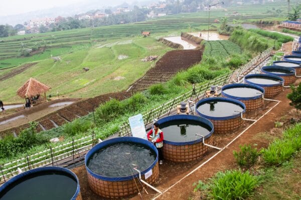 The Role of Functional Feed Additives in Enhancing Aquaculture Sustainability