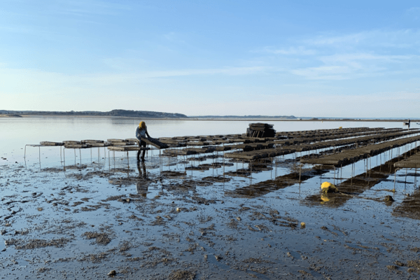 The American NOAA Reinforces Its Commitment to Aquaculture Through CIFARM, Its New Cooperative Institute