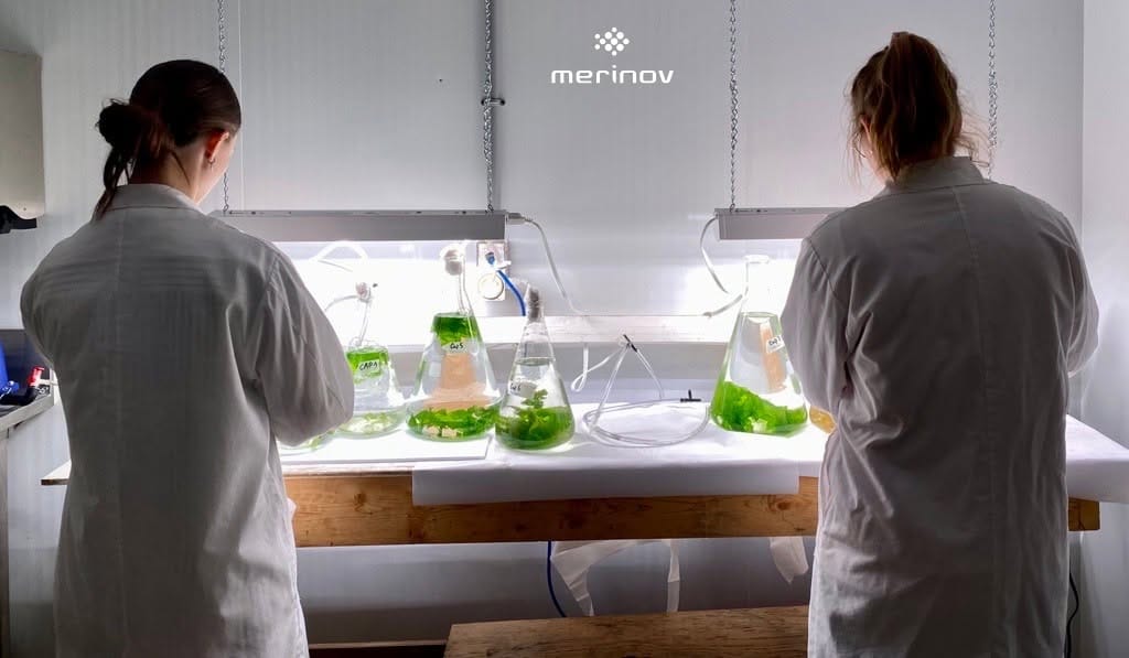 Merinov lab.