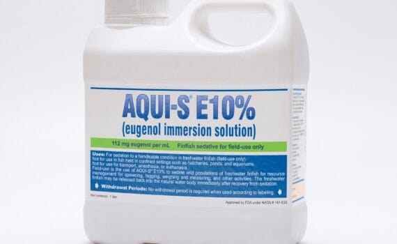The FDA granted approval of AQUI-S® E10% (eugenol immersion solution) for sedating freshwater finfish to a handleable condition in field-use settings. AQUI-S E10% is a stable sedative solution containing the active ingredient eugenol that is used during field-based resource management activities, including spawning, tagging, weighing and measuring.