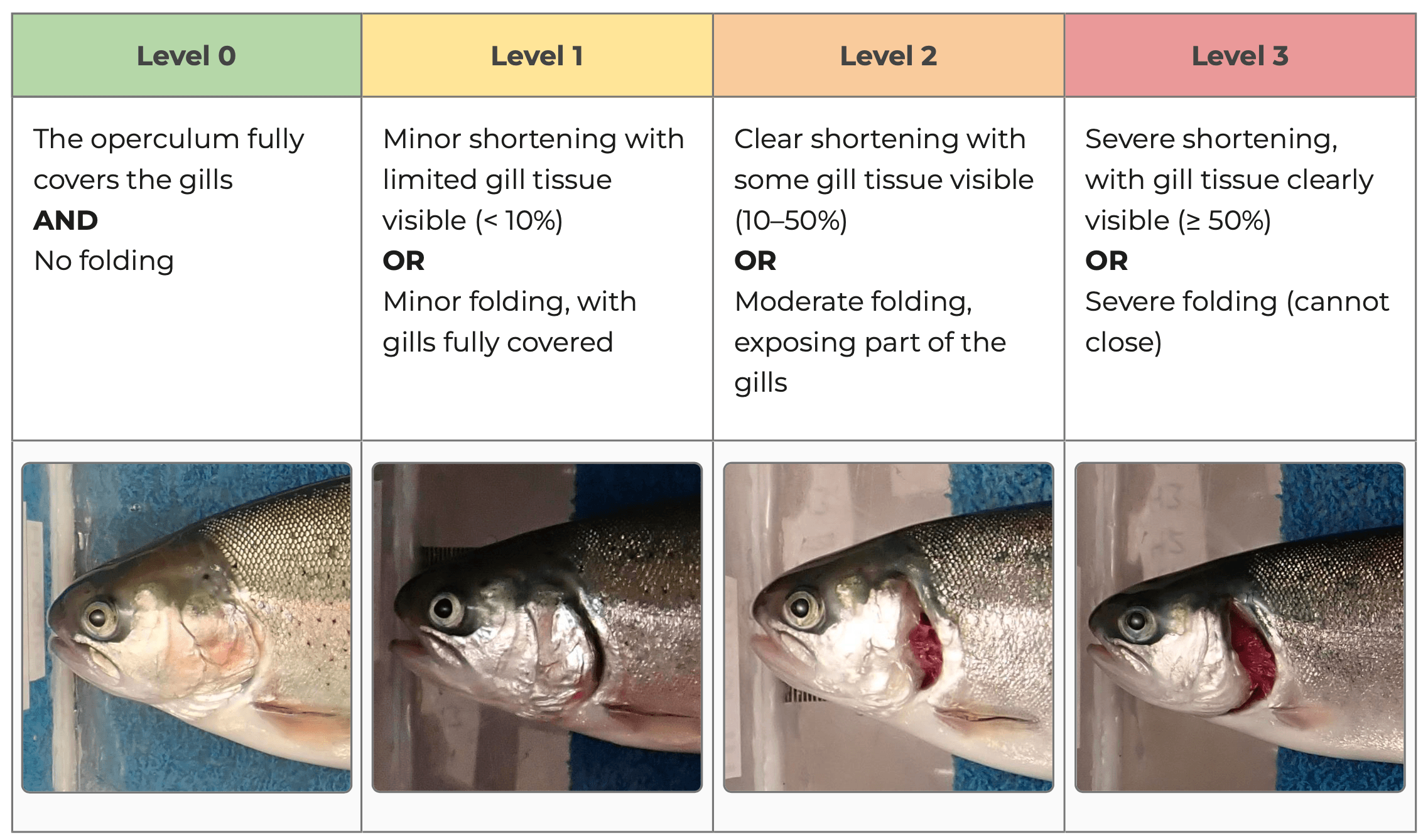 Scoring reference table for operculum damage across four levels, from 0 to 3
