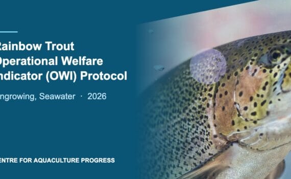 Rainbow trout with the title of the CAP Operational Welfare Indicator Protocol for ongrowing seawater production