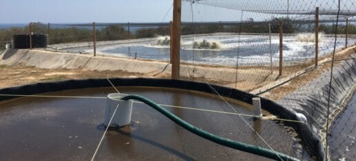 Outdoor lined circular production tanks with surface aeration and bird netting at an aquaculture research facility