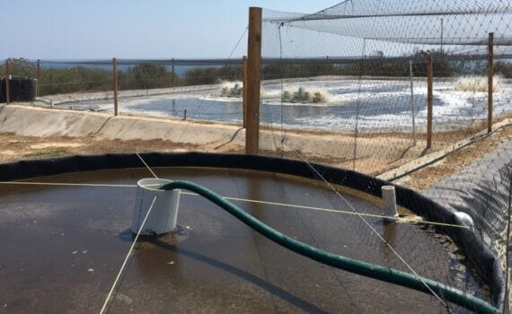 Outdoor lined circular production tanks with surface aeration and bird netting at an aquaculture research facility