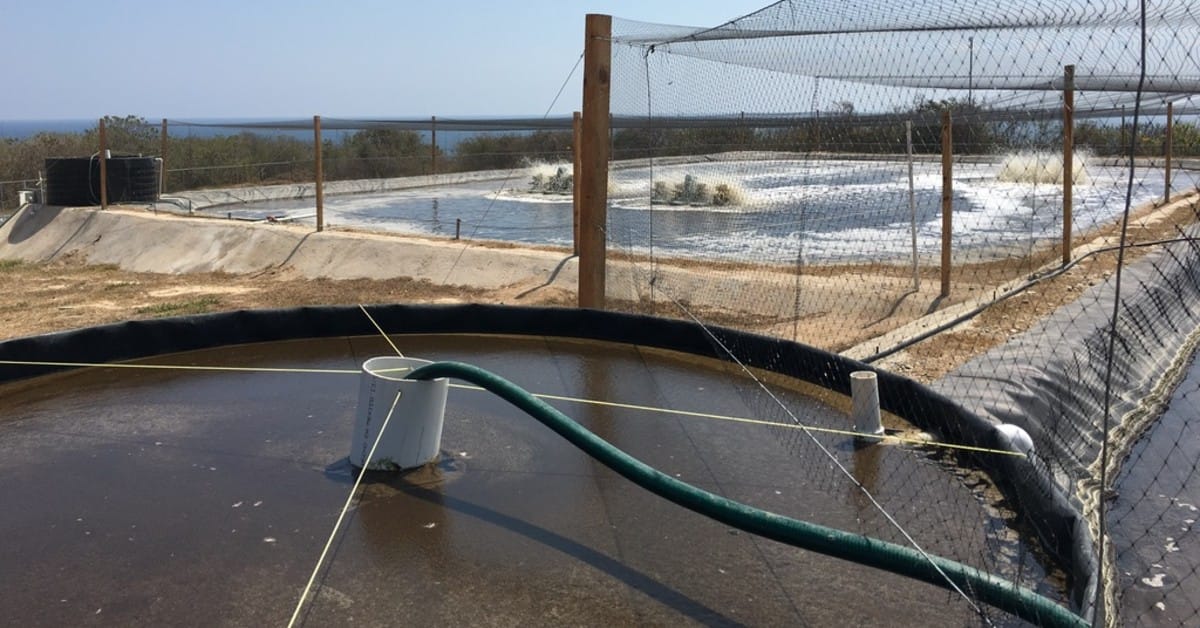 Outdoor lined circular production tanks with surface aeration and bird netting at an aquaculture research facility