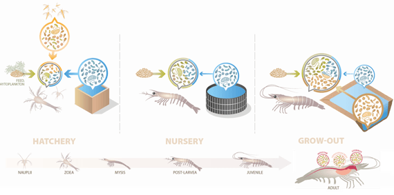 Lallemand infographic of the shrimp production cycle: in hatchery, nursery and grow-out, microorganisms from feed, phytoplankton, tank or pond water and pond sediment reach the shrimp gut microbiota, from nauplius to adult