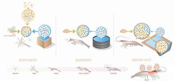 Lallemand infographic of the shrimp production cycle: in hatchery, nursery and grow-out, microorganisms from feed, phytoplankton, tank or pond water and pond sediment reach the shrimp gut microbiota, from nauplius to adult