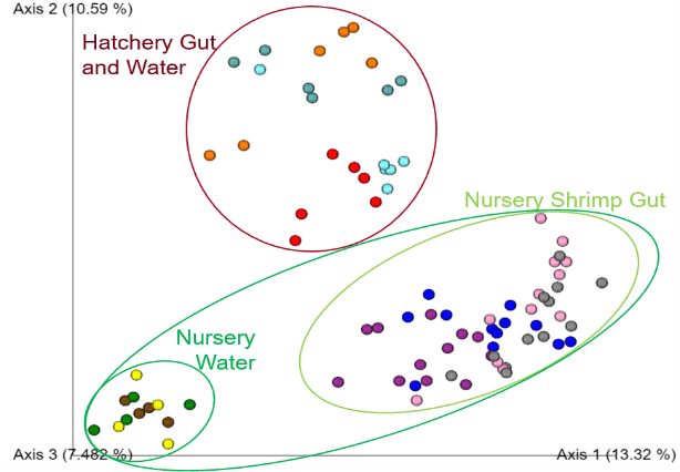 Principal coordinates analysis plot of hatchery gut and water samples, nursery water and nursery shrimp gut samples