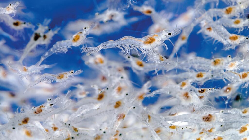 DNA parentage testing gives shrimp breeders more reliable family comparisons