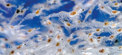 Juvenile Penaeus vannamei shrimp in a breeding tank.