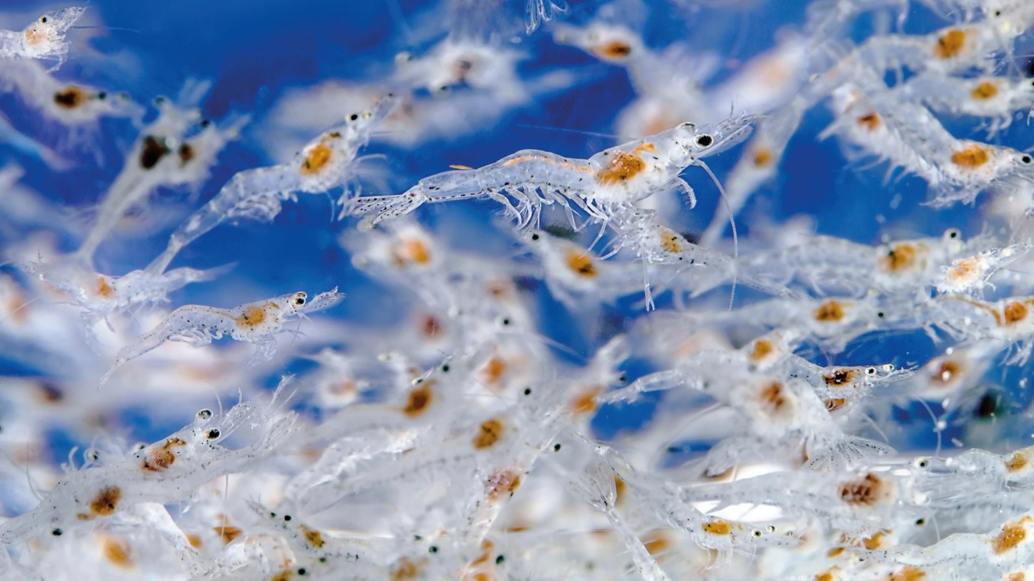 Juvenile Penaeus vannamei shrimp in a breeding tank.