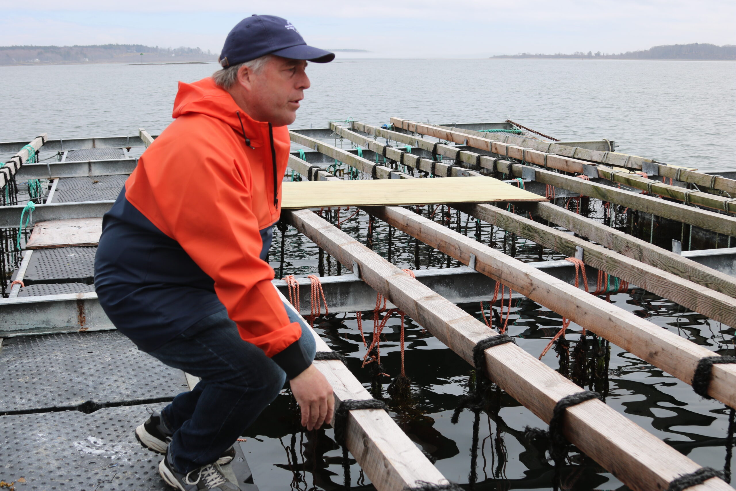 Maine mussel farmer