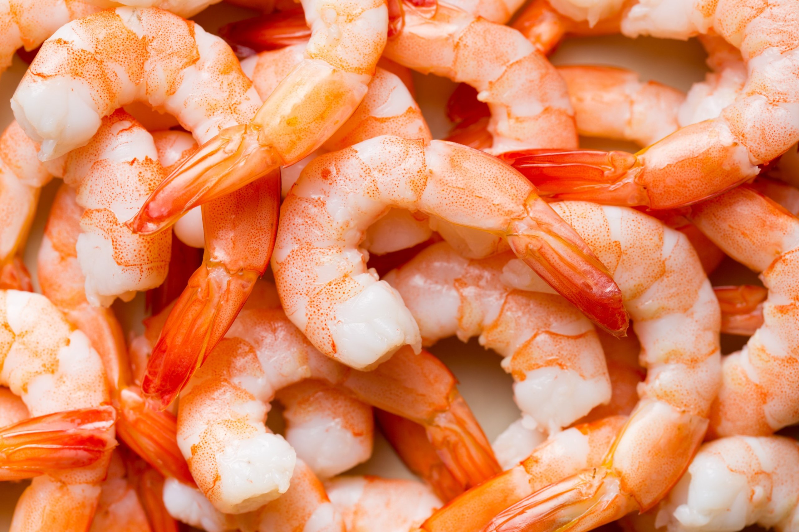 Peeled and cooked tail-on shrimp, close-up