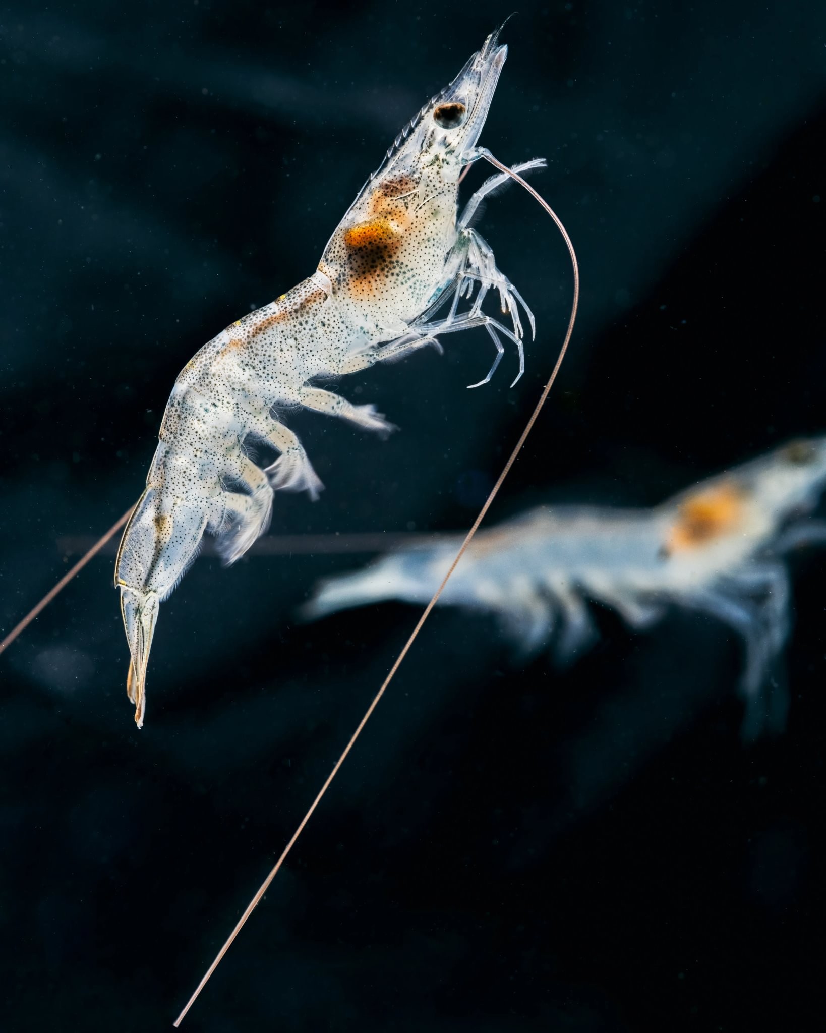 Close-up of a Penaeus vannamei shrimp against a dark background.
