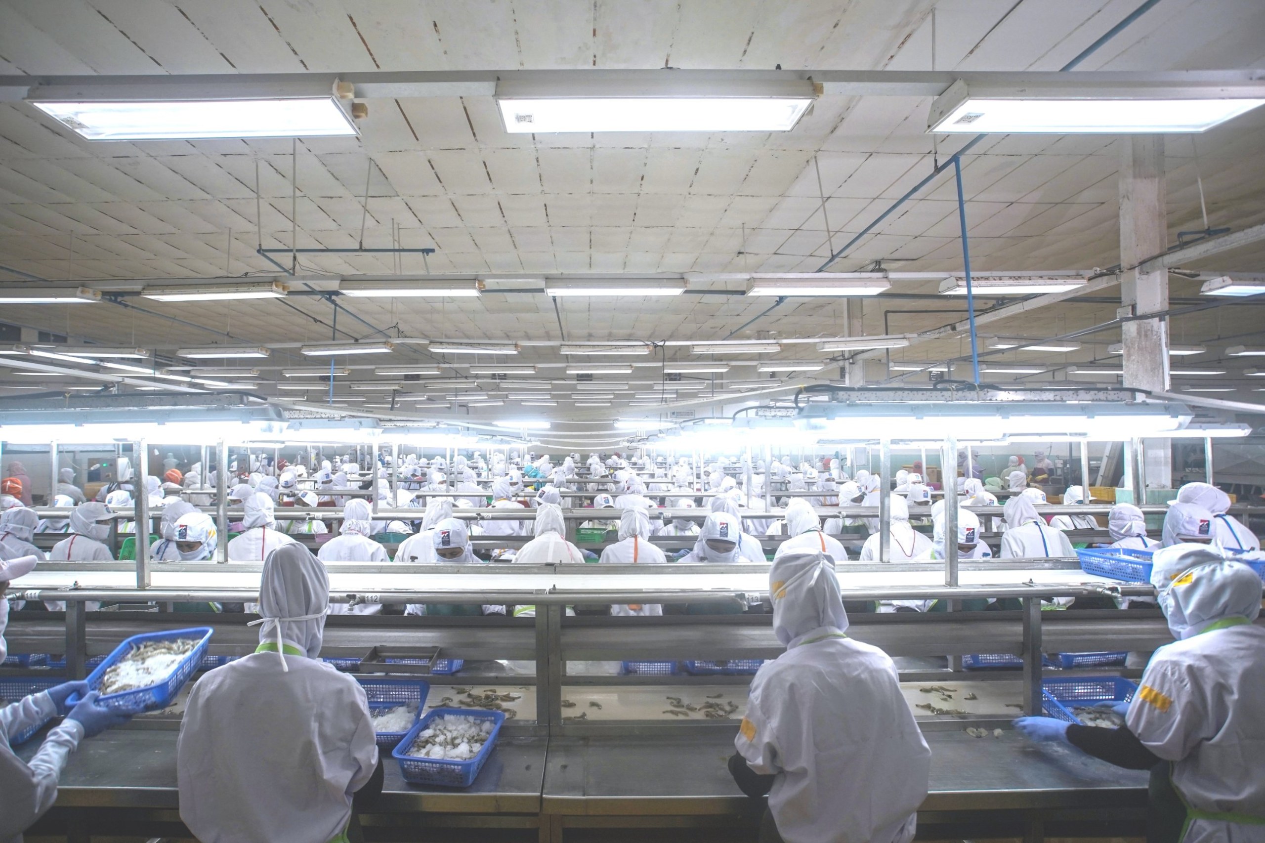 Workers in protective clothing peeling and sorting shrimp on a processing plant line