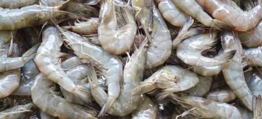 Fresh raw whiteleg shrimp piled together, close-up
