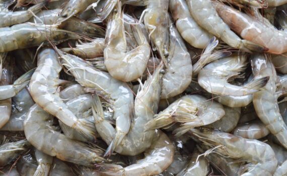 Fresh raw whiteleg shrimp piled together, close-up